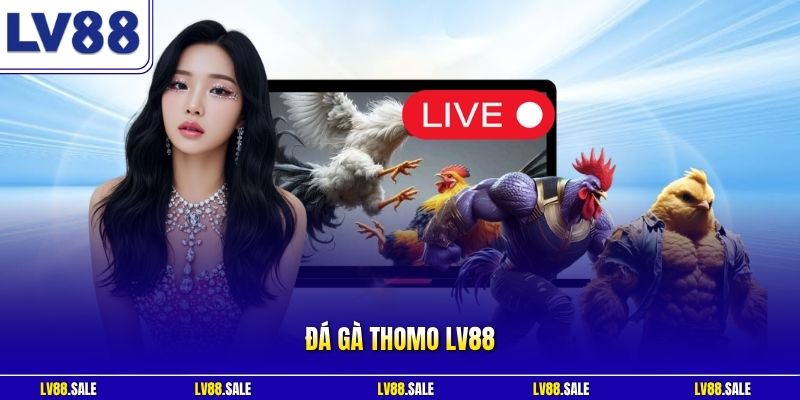 Đá gà Thomo